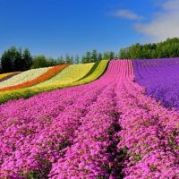 هوکایدو"جذاب ترین استان"ژاپن برای چهاردهمین سال متوالی