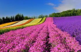 هوکایدو"جذاب ترین استان"ژاپن برای چهاردهمین سال متوالی