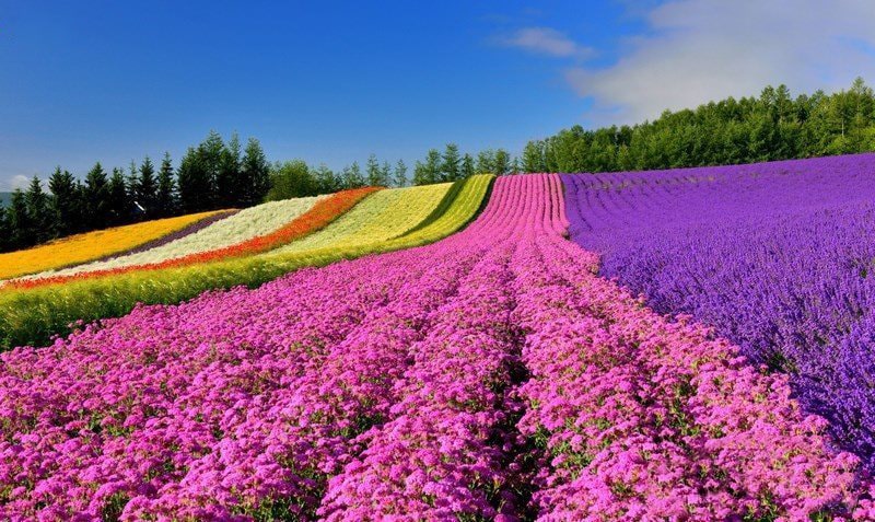 هوکایدو"جذاب ترین استان"ژاپن برای چهاردهمین سال متوالی